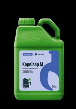 Корвізар М