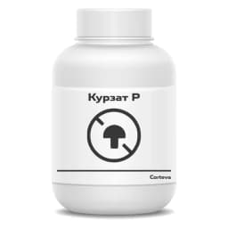 Курзат Р